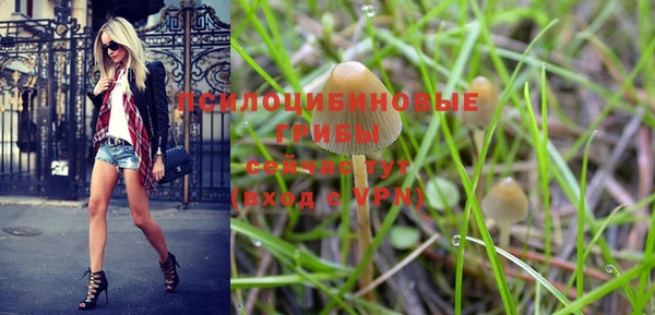 PSILOCYBIN Бородино